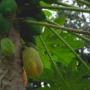 6 Manfaat Mengonsumsi Daun Pepaya Bagi Kesehatan Tubuh!
