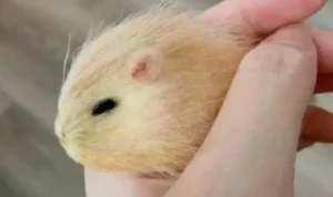 Viral Memelihara Biji Mangga Sebagai Hewan Peliharaan, Ini Penjelasannya