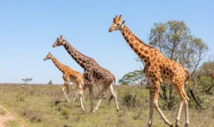 Jerapah Langka Tanpa Corak Telah Lahir di Kebun Binatang AS Jerapah Langka Tanpa Corak Khas Telah Lahir di Kebun Binatang AS