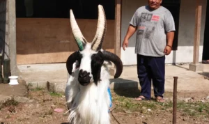 Domba Garut Bertanduk 4 Milik Warga Sumedang Bakal Dijual Jika Harganya Segini