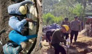 Penemu Harta Karun Prasejarah, Fosil Gading Gajah di Sragen! Berapa Duit Kompensasinya? kompensasi penemu gading gajah sragen