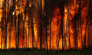 Kebakaran Hutan Eropa dan Amerika Bisa Berdampak Bahaya untuk Tahun-Tahun ke Depan