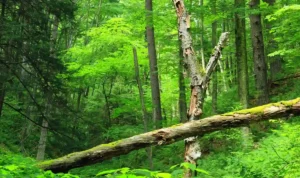 Menjelajahi Keindahan Wisata Alam TAHURA Bandung, Panduan Menjelajahi Taman Hutan Raya