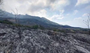 Terjadi Kebakaran Lahan di Lereng Gunung Arjuno, Kebakaran Meluas dengan Cepat!