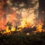 Tragedi Kebakaran Hutan di Hawaii: 36 Orang Tewas, Ribuan Mengungsi