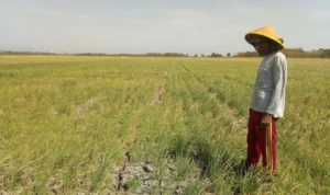 Meski Musim Kemarau, Petani Cibeureum Tetap Semangat Menanam Padi
