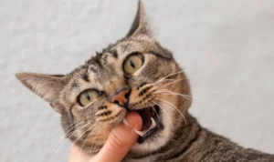 Sorang pria di inggris terkena infeksi setalah di gigit kucing liar