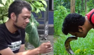 Penyakit Panji Petualang Memburuk Akibat Gigitan King Kobra