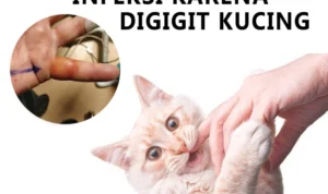 pria infeksi setelah digigit kucing