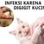 pria infeksi setelah digigit kucing