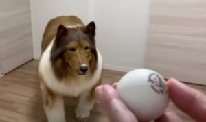 Viral Pria Habiskan Rp 212 Juta Demi Menjadi Anjing