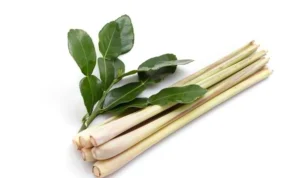 3 Tanaman Pengusir Nyamuk yang Harus Anda Tanam