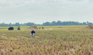 Musim Kemarau Melanda, Petani Kabupaten Cirebon Panen Padi Lebih Cepat!