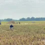 Musim Kemarau Melanda, Petani Kabupaten Cirebon Panen Padi Lebih Cepat!
