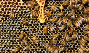 Mad Honey, Madu yang Bisa Buat Halusinasi