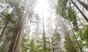 Apa Itu Hari Hutan Indonesia? Cari Tahu Maknanya di Sini!
