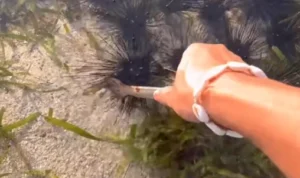 5 Manfaat untuk Kesehatan dari Bulu Babi Viral di TikTok, Apa Saja?