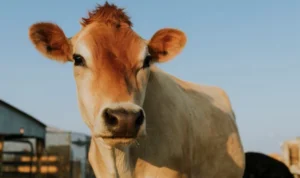 Viral di TikTok Pria Merawat 7 Ekor Sapi di Balkon Apartemen, Begini Kronologinya