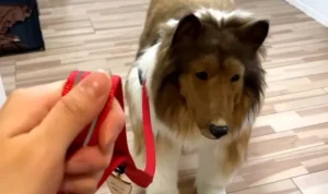 Viral, Pria Jepang yang Merubah Dirinya Menjadi Seekor Anjing, Habiskan Uang Hingga Ratusan Juta Hingga Pihak Keluarga Sudah Menerimanya
