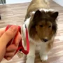Viral, Pria Jepang yang Merubah Dirinya Menjadi Seekor Anjing, Habiskan Uang Hingga Ratusan Juta Hingga Pihak Keluarga Sudah Menerimanya