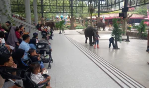 World Elephant Day 2023, Taman Safari Bogor Ajak Pengunjung Lestarikan Hutan dan Lindungi Gajah Lewat Teater World Elephant Day 2023, Taman Safari Bogor Ajak Pengunjung Lestarikan Hutan dan Lindungi Gajah Lewat Teater