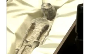 Penampakan temuan 2 objek yang diklaim sebagai fosil alien di Meksiko.
