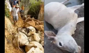 Belasan sapi mati mendadak di Asahan diduga karena sengaja diracun. (instagram)