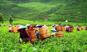 Perkebunan teh Gedeh menjadi Salah satu wisata favorit di Cianjur. (reresepan)