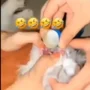 Tangkapan layar Video viral kucing dicekoki miras.