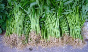 Manfaat Sayuran Kangkung untuk Kesehatan Tubuh, Memiliki Sifat Antikanker manfaat sayuran kangkung