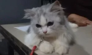 Kucing korban kasus kekerasan terhadap hewan yang dicekoki miras. (ist)