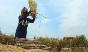 Petani memanen gabah di pesawahan kawasan Pasir Biru, Kota Bandung. Selain hama burung, kini kemarau panjang dinilai menjadi ancaman serius, karena menyebabkan kekeringan hingga gagal panen di lahan pesawahan. (Pandu Muslim/Jabar Ekspres)