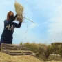 Petani memanen gabah di pesawahan kawasan Pasir Biru, Kota Bandung. Selain hama burung, kini kemarau panjang dinilai menjadi ancaman serius, karena menyebabkan kekeringan hingga gagal panen di lahan pesawahan. (Pandu Muslim/Jabar Ekspres)