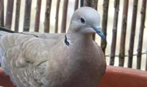 Mitos Burung Perkutut Sosok 'Pembawa Sial', Benarkah faktanya? Mitos Burung Perkutut