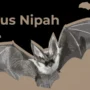 Ancaman Wabah Virus Nipah