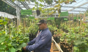 Owner lapak bibit Ruslan saat mengecek tanaman buah miliknya. Foto : Sandika Fadilah/Jabar Ekspres.