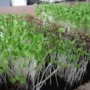 Cegah Stunting dengan Cara Urban Farming Microgreens Bisa Dicoba di Rumah!