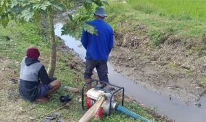 Sebanyak 255 Hektare (Ha) lahan sawah di Kecamatan Rancaekek, Kabupaten Bandung terancam kekeringan akibat dari dampak musim kemarau