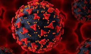 virus nipah