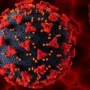 virus nipah