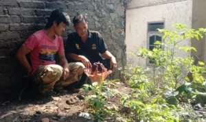 Warga Bogor Temukan Bunga Bangkai Tumbuh di Halaman Rumahnya, Segini Ukurannya! Warga Bogor Temukan Bunga Bangkai Tumbuh di Halaman Rumahnya / Sandika Fadilah
