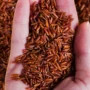 Manfaat Dari Konsumsi Beras Merah Bagi Kesehatan Tubuh!