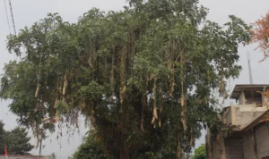 Pohon yang Ada di Cigombong Bogor Ini Punya Nama Unik!