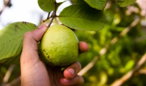 Ketahui Manfaat Lain Daun Jambu Biji, Selain Untuk Pencernaan!