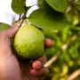 Ketahui Manfaat Lain Daun Jambu Biji, Selain Untuk Pencernaan!