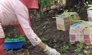 Petani sayuran saat tengah menanam ribuan bibit saledri. Kamis (7/9). Foto Jabarekspres