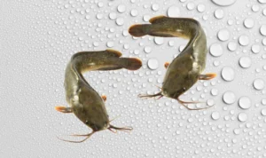 Sumber Protein Dengan Kualitas Tinggi, Ketahui Manfaat Ikan Lele!