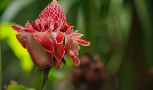 Menambah Citarasa Masakan, Ketahui Manfaat Lain Kecombrang!