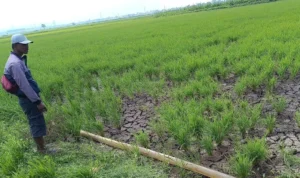 Penampakan sawah yang mengalami kekeringan di Rancaekek, Kabupaten Bandung.