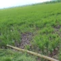 Penampakan sawah yang mengalami kekeringan di Rancaekek, Kabupaten Bandung.